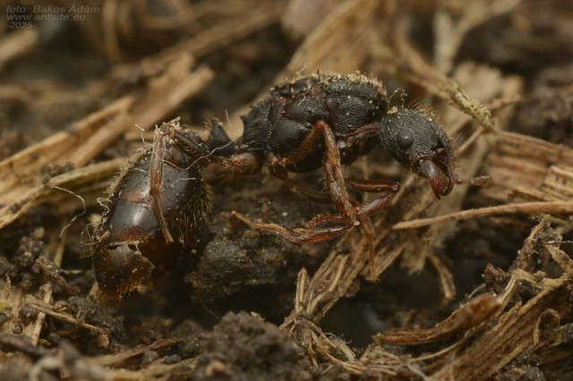 Tetramorium