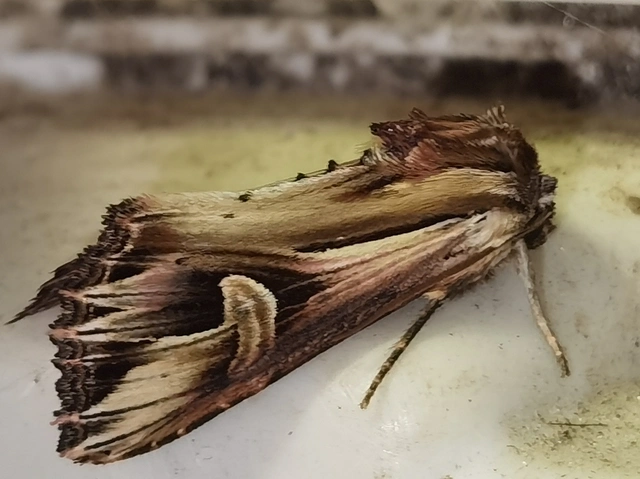 Actinotia polyodon - nagy sugarasbagoly