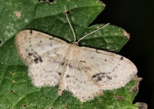 Idaea dimidiata - gyakori apróaraszoló