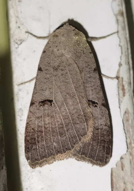 Lygephila craccae - gyakori csüdfűbagoly