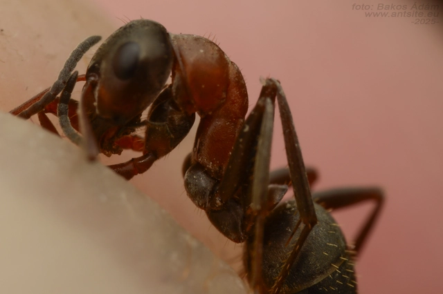 Formica rufibarbis - vörös rabszolgahangya
