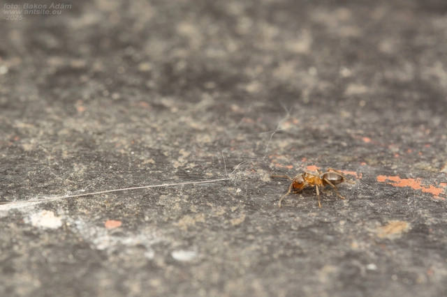 Lasius brunneus - rozsdáshátú feketehangya