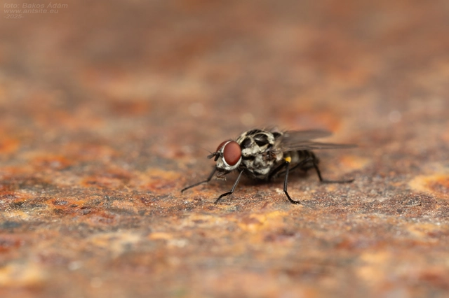 Anthomyia