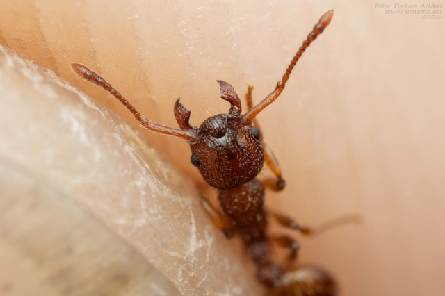 Myrmica sabuleti - gyakori bütyköshangya