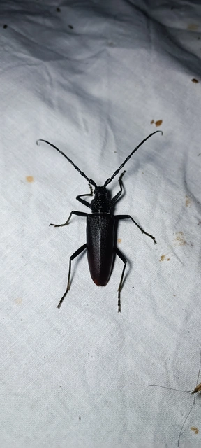 Cerambyx cerdo - nagy hőscincér