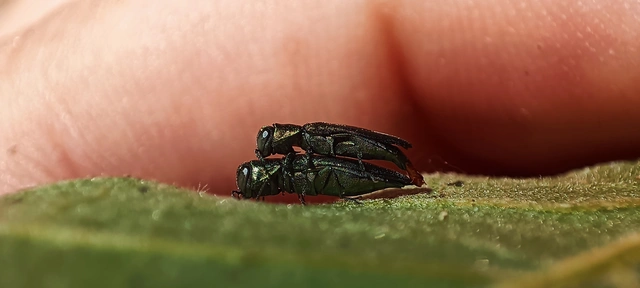 Agrilus graminis - fűrészescsápú karcsúdíszbogár