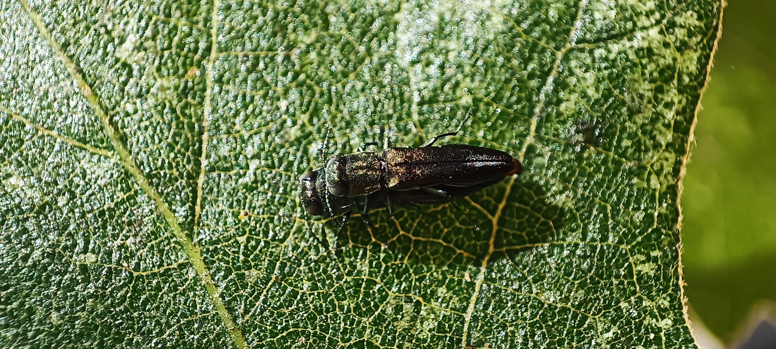 Agrilus graminis - fűrészescsápú karcsúdíszbogár