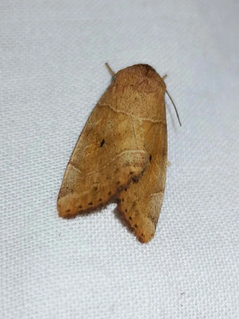 Cosmia trapezina - közönséges lombbagoly