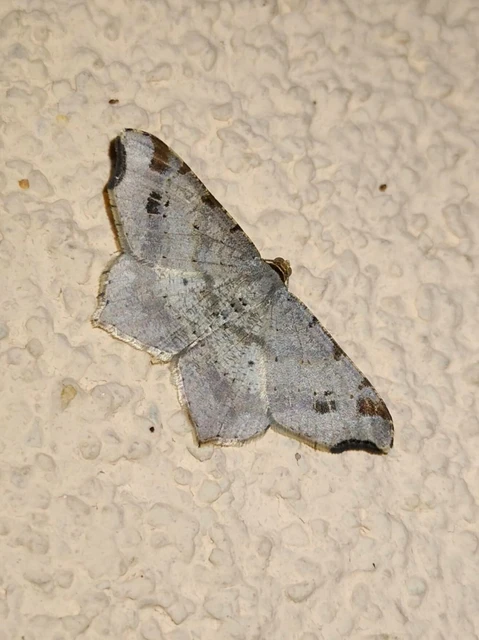 Macaria alternata - közönséges szürkearaszoló