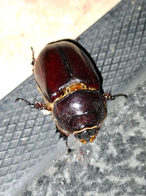 Oryctes nasicornis - orrszarvú bogár