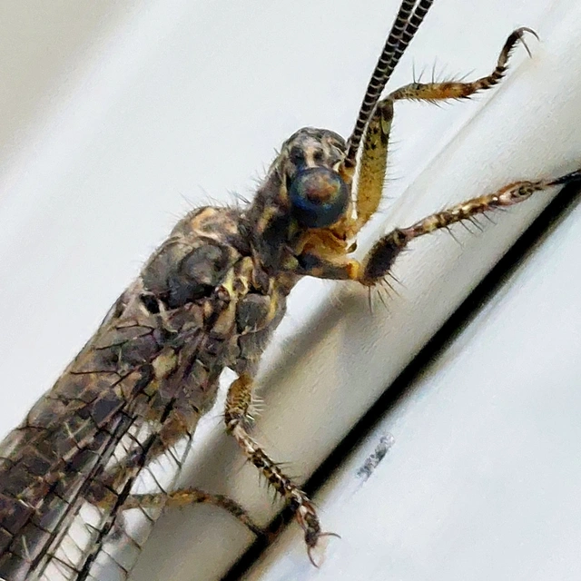 Distoleon tetragrammicus - négyfoltos hangyaleső