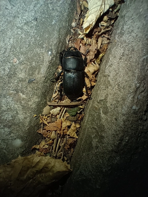 Dorcus parallelipipedus - kis szarvasbogár