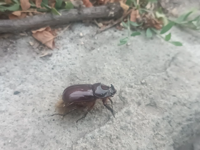 Oryctes nasicornis - orrszarvú bogár