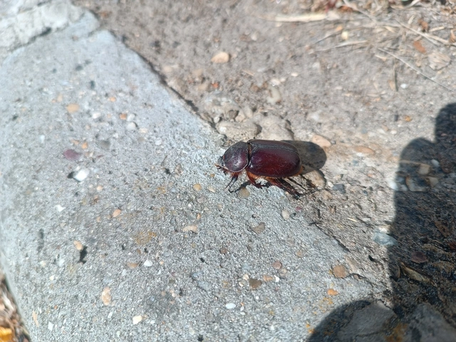 Oryctes nasicornis - orrszarvú bogár