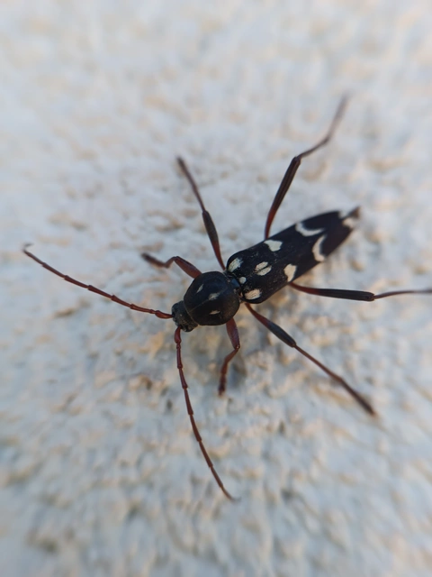 Isotomus speciosus - nyírfa-darázscincér