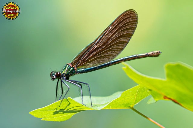 Calopteryx virgo - kisasszony-szitakötő