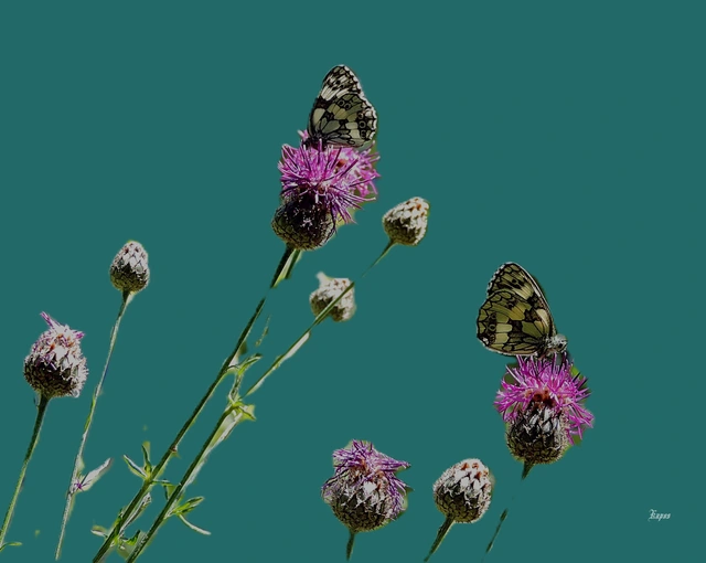 Melanargia galathea - sakktáblalepke