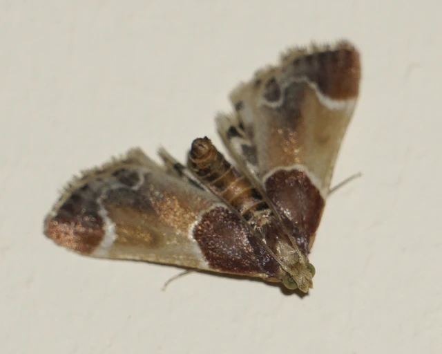 Pyralis farinalis - lisztilonca