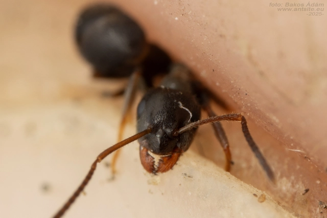 Lasius platythorax - erdei feketehangya