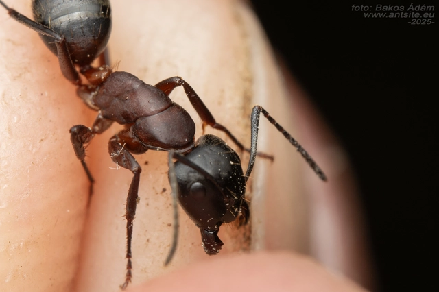 Camponotus ligniperda - faodvasító lóhangya
