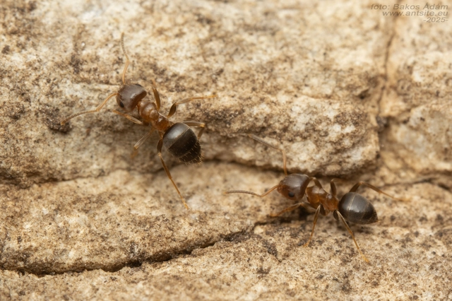 Lasius brunneus - rozsdáshátú feketehangya
