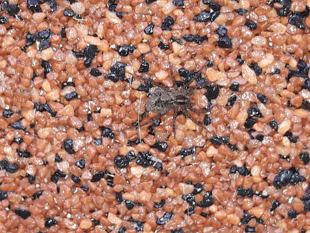 Pardosa