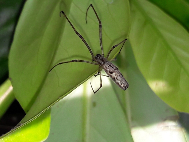 Tetragnatha