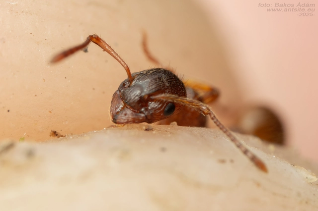 Myrmica ruginodis - erdei bütyköshangya