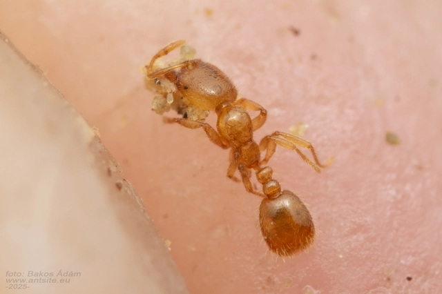 Solenopsis
