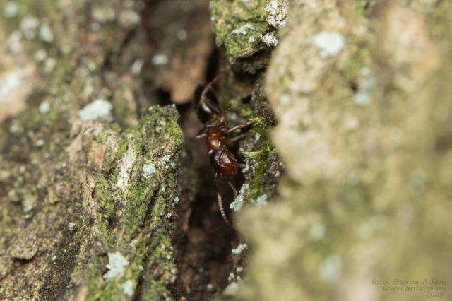 Colobopsis truncata - kapushangya