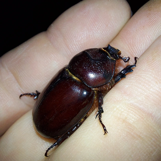 Oryctes nasicornis - orrszarvú bogár