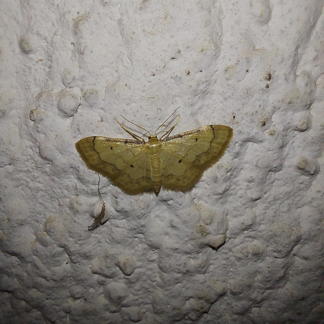 Idaea politaria - vonalas apróaraszoló