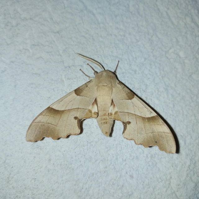 Marumba quercus - tölgyfaszender