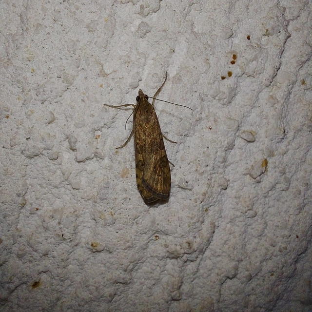 Nomophila noctuella - közönséges vándormoly