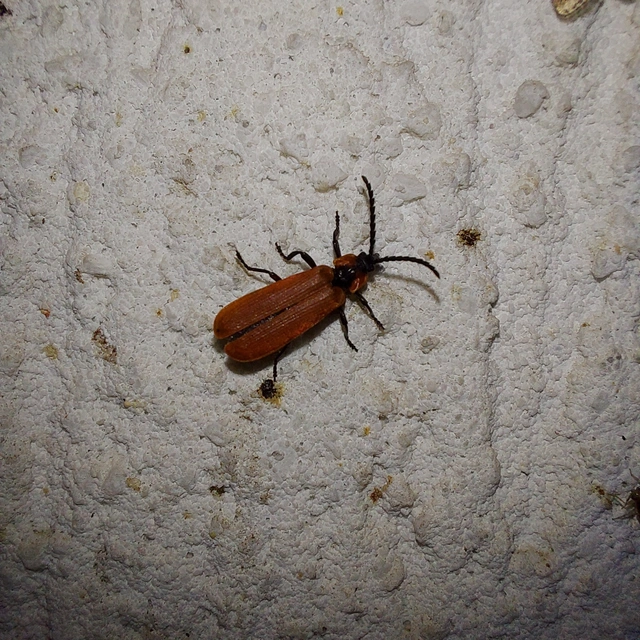 Lygistopterus sanguineus - vérbogár