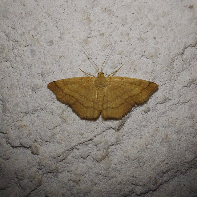 Scopula rubiginata - réti pirosaraszoló