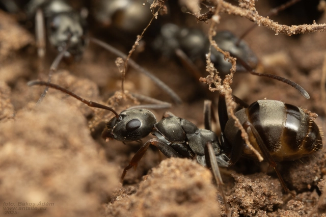 Formica fusca - kormos rabszolgahangya