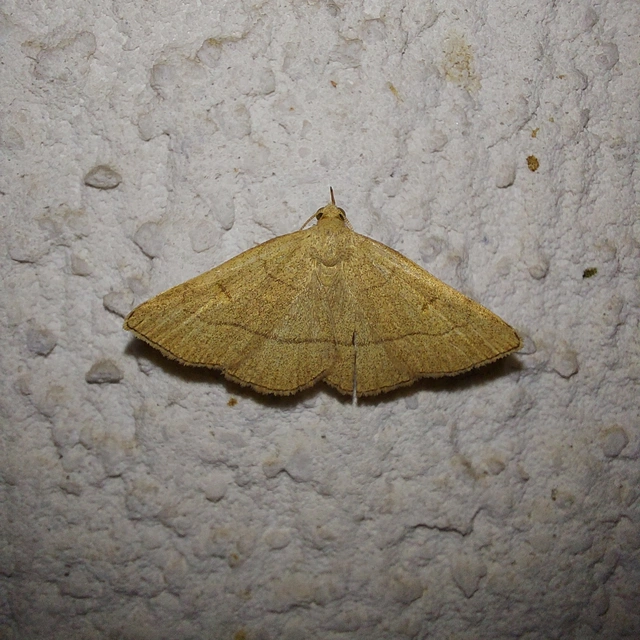 Paracolax tristalis - sárgás karcsúbagoly