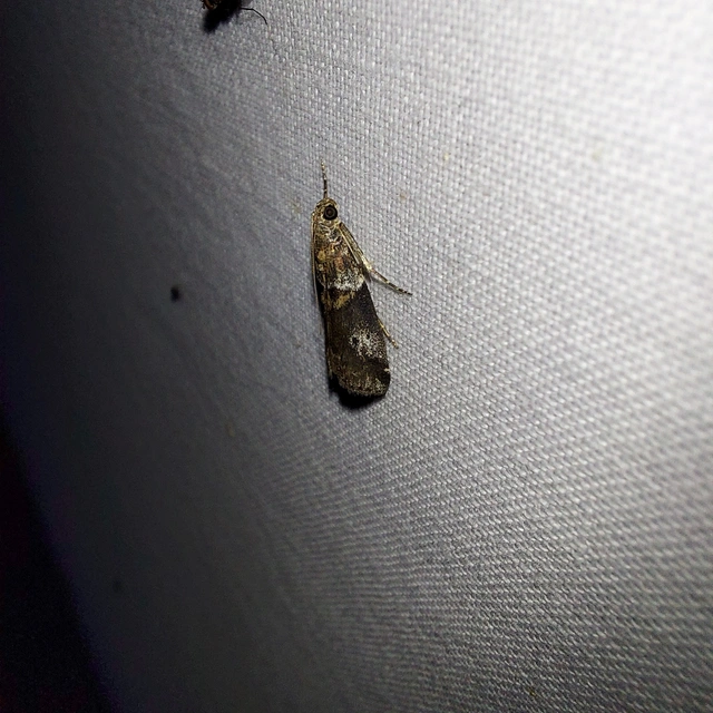 Acrobasis consociella - szalagos karcsúmoly
