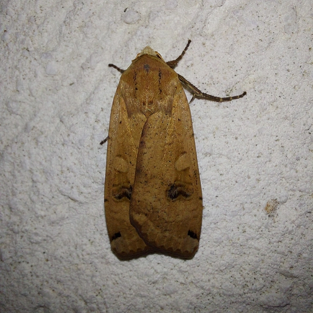 Noctua pronuba - nagy sárgafűbagoly