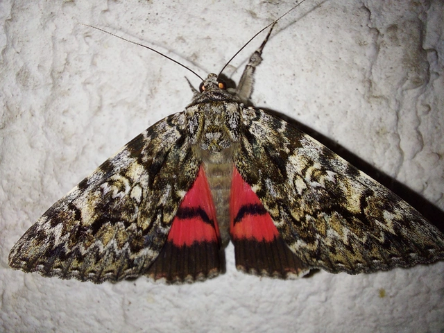 Catocala promissa - kis tölgyfa-övesbagoly