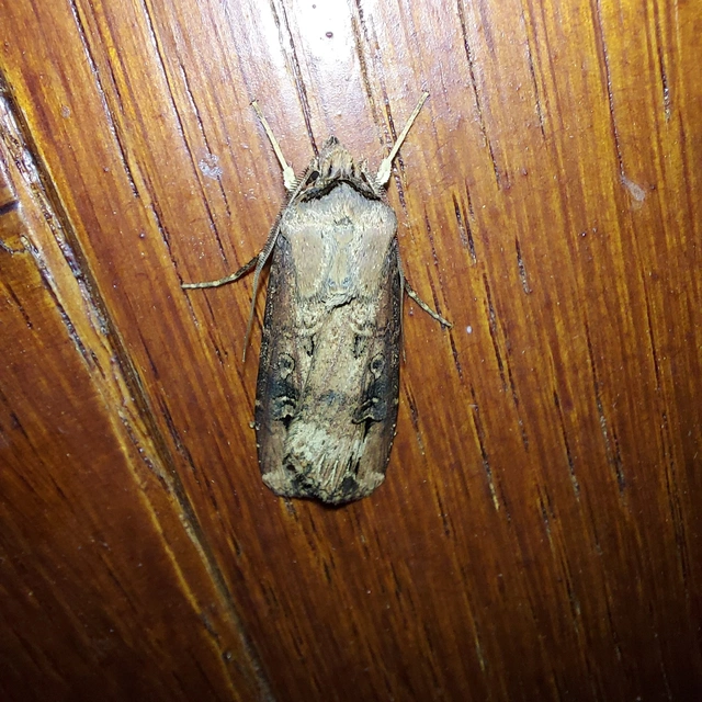 Agrotis ipsilon - nagy földibagoly