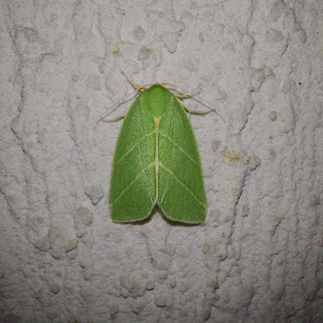 Bena bicolorana - tölgyfa-zöldbagoly