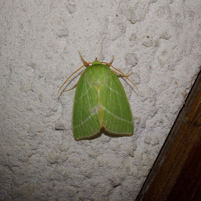 Pseudoips prasinana - bükkfa-zöldbagoly