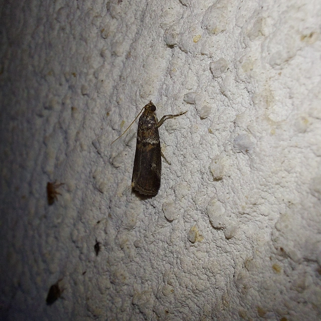 Acrobasis consociella - szalagos karcsúmoly