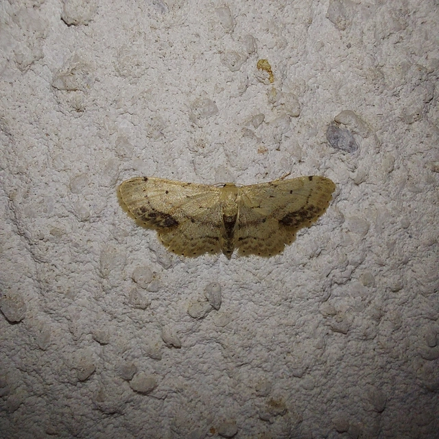 Idaea dimidiata - gyakori apróaraszoló
