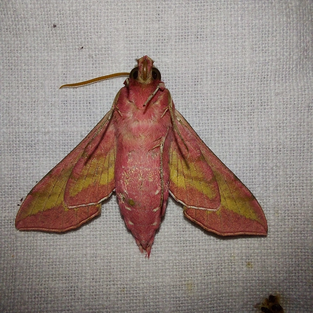 Deilephila porcellus - piros szender