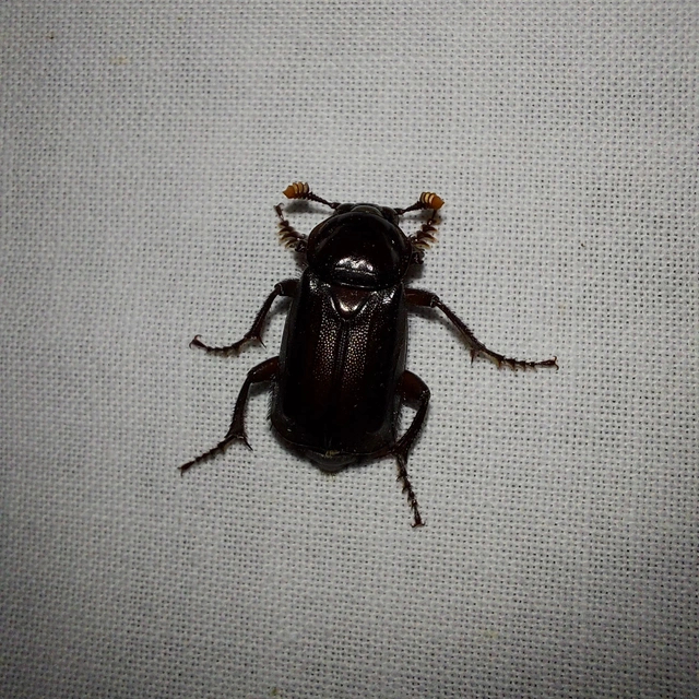 Nicrophorus humator - fekete temetőbogár