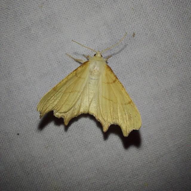 Ennomos erosaria - hársfa-levélaraszoló