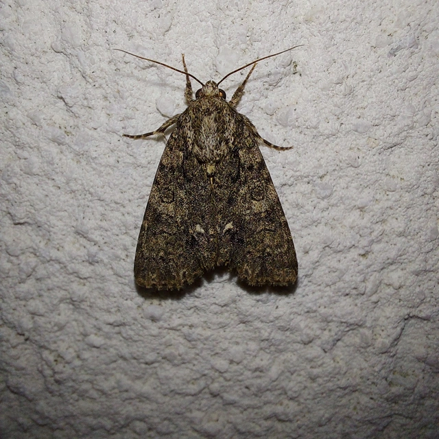 Acronicta rumicis - sóska-szigonyosbagoly